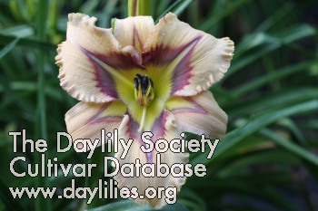 Daylily Four Eyes